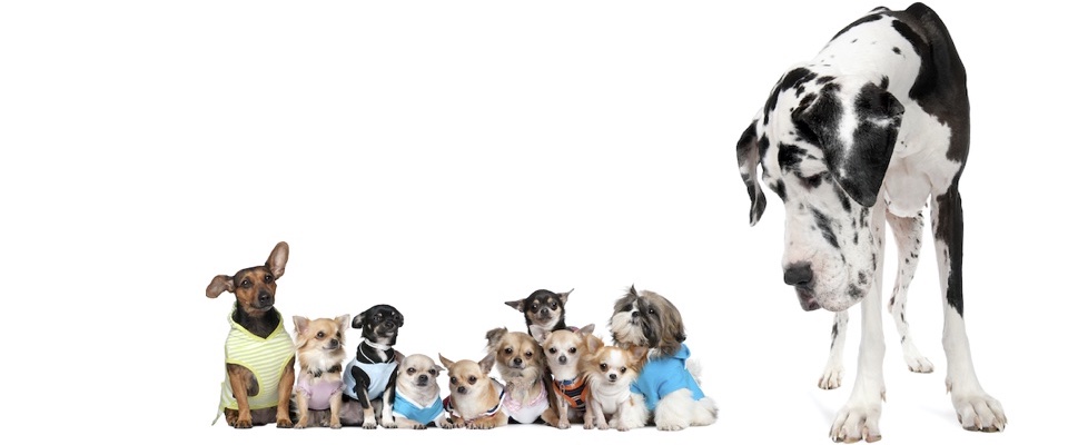 21動物病院 新目白通り院